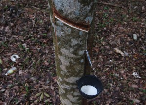 Rubber Tree, Koh Lanta Low Season in Southern Thailand, Southeast Asia