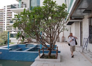Constructing Swimming Pool, Practices of Professional Landlords