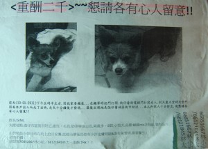 Lost Dog in Taipa Macau Old Town, Portuguese Colonial Area, SE Asia