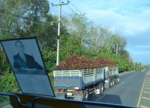 Bunches of Palm Fruit. Langkawi to Bangkok via Satun, Southeast Asia