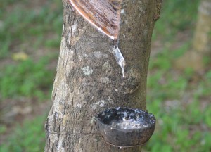 Rubber Tree Plants, Best Areas to Stay in Phuket Phang Nga Bay