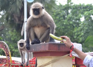 Fat Unhappy Langur, Dakshineswar Kali Temple, Hooghly River, Kolkata