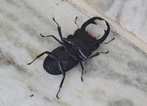 Gigantic Bugs, Decisions Travelling as a Couple in Asia