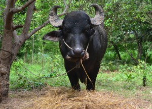 The Alpha Male Buffalo Alpha Male Buffalo, Isaan Tours and Phanom Rung Thailand