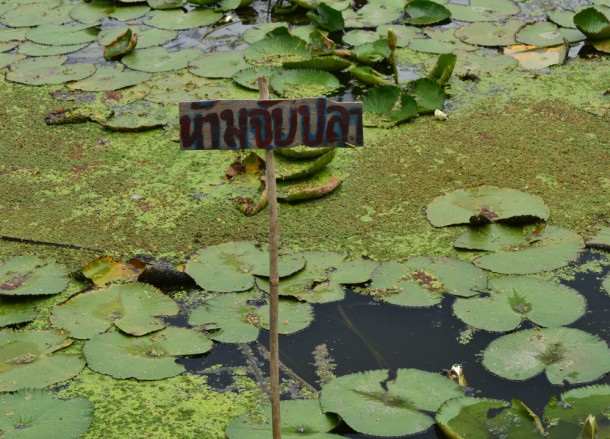 No Fishing in Lotus Ponds No Fishing, Lotus Ponds, Bangkok to Koh Kret Island, Thailand