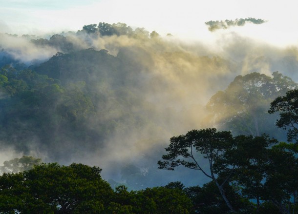 Canopy Views in Brunei, Phobias in Borneo Rainforests