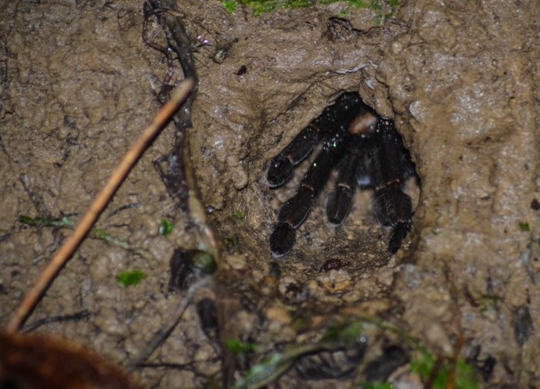 Tarantula Lair in Brunei, Phobias in Borneo Rainforests