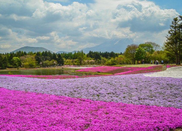 Pink Moss, Travel to Mount Fuji Shibazakura Flower Festival