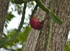 Dragon Fruit Tree, Weird Fruits of Thailand