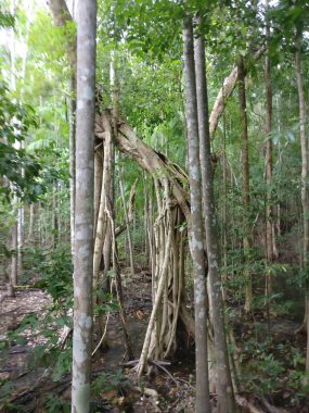 Darwin Australia, French Polynesia Pacific Cruise Round the World Cruise