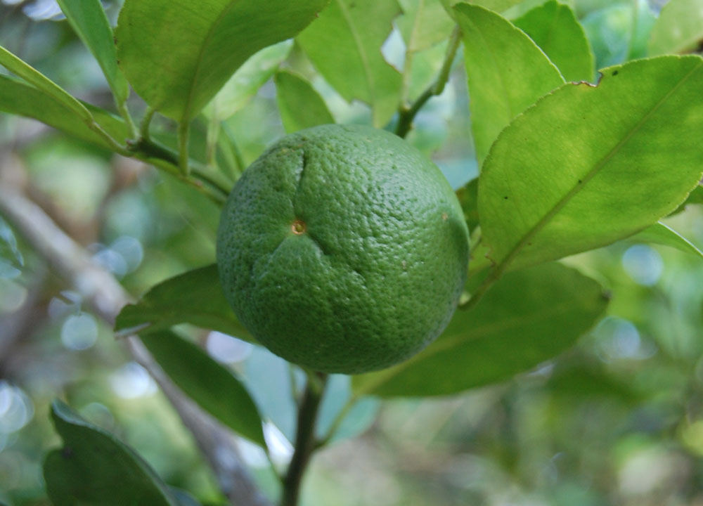 Kaffir Lime Lime Leaves, South Sri Lanka Tour, Independent Travel, Asia