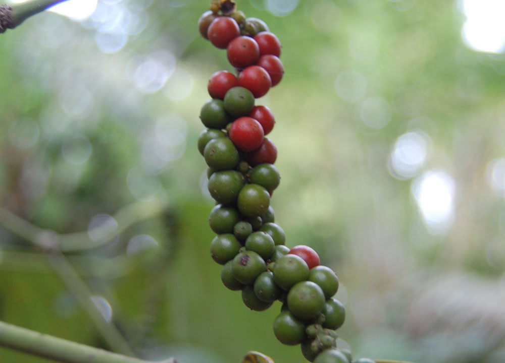 PepperCorns on Creeper, South Sri Lanka Tour, Independent Travel, Asia