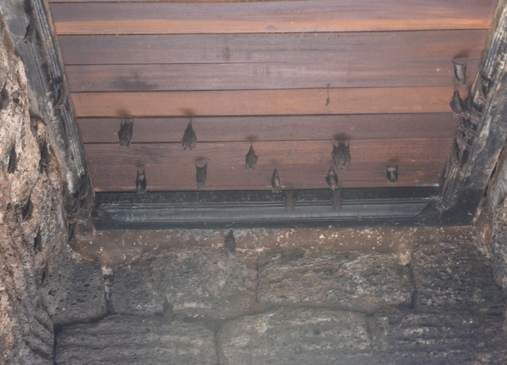 Bats in Lopburi Temple, Lopburi Monkey Town in Thailand, Southeast Asia