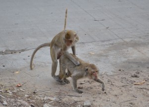 Monkeys Humping Monkeys Humping Roadside, Where to Find Monkeys in Southeast Asia?