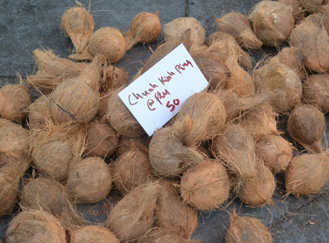 Life in Southeast Asia - Third Day of Thaipusan Penang - Buy Coconuts