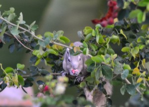 Finlayson's squirrel, Birds in Bangkok, Thailand Wildlife, Southeast Asia