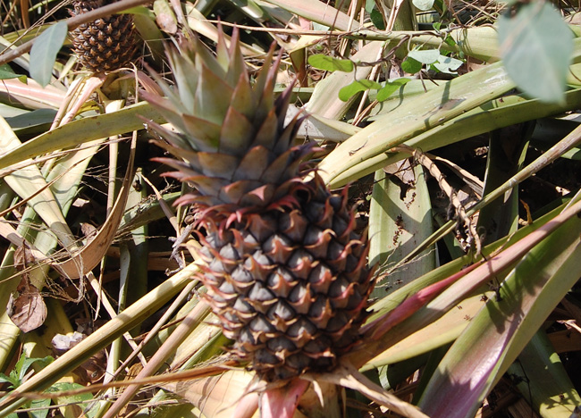 Baby Pineapple, Harvest Hua Hin Hills Tour, Thailand, Southeast Asia