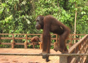 Large Orangutan, Sepilok Borneo Large Orangutan, Sepilok Borneo, Where to Find Monkeys in Southeast Asia?