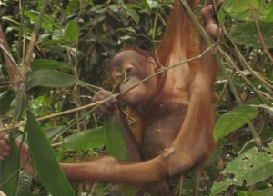 Young Sepilok Orangutan Sanctuary, Borneo Eco-Tourism Sabah Malaysia