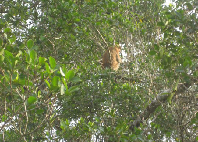 Proboscis Monkeys Eating Beaufort,