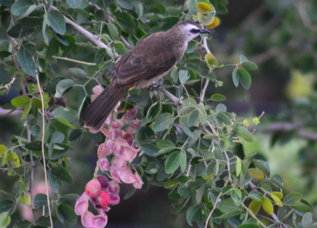 Random Thai Bird, Birds in Bangkok, Thailand Wildlife, Southeast Asia