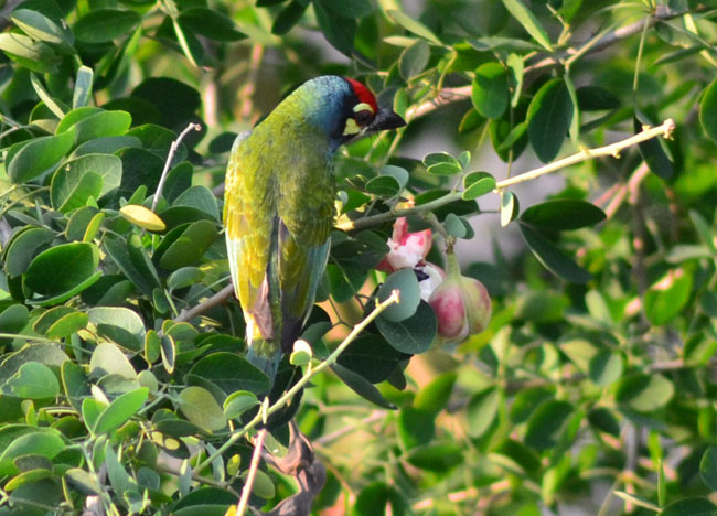 Coppersmith Barbet, Birds in Bangkok, Thailand Wildlife, Southeast Asia