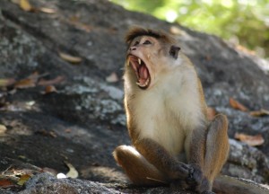 Bonnet Macaque Ella Sri Lanka, Where to Find Monkeys in Southeast Asia?