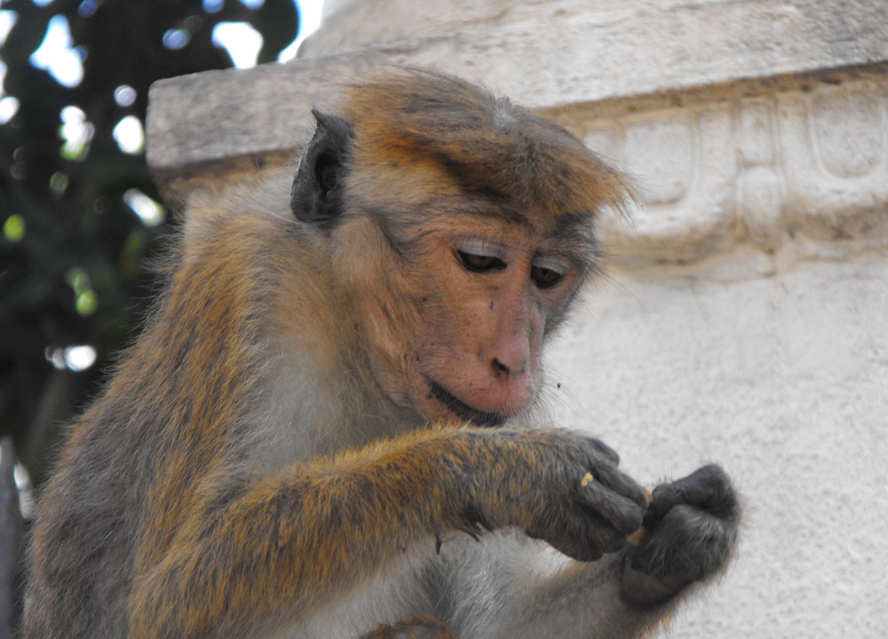 Bonnet Macaque Kandy, Where to Find Monkeys in Southeast Asia?