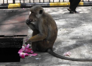 Toque Macaque Kandy Temple, Where to Find Monkeys in Southeast Asia?