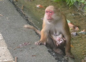 Rhesus Macaque Road to Sikkim Rhesus Macaque Roadside, Where to Find Monkeys in Southeast Asia?