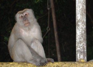 Adult Male Macaque Batu Cave, Where to Find Monkeys in Southeast Asia?