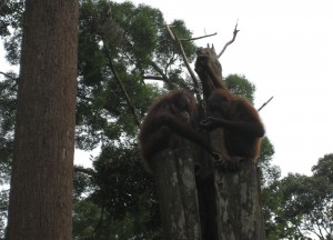 Sepilok Orangutan Sanctuary Sepilok Orangutan Sanctuary, Where to Find Monkeys in Southeast Asia?