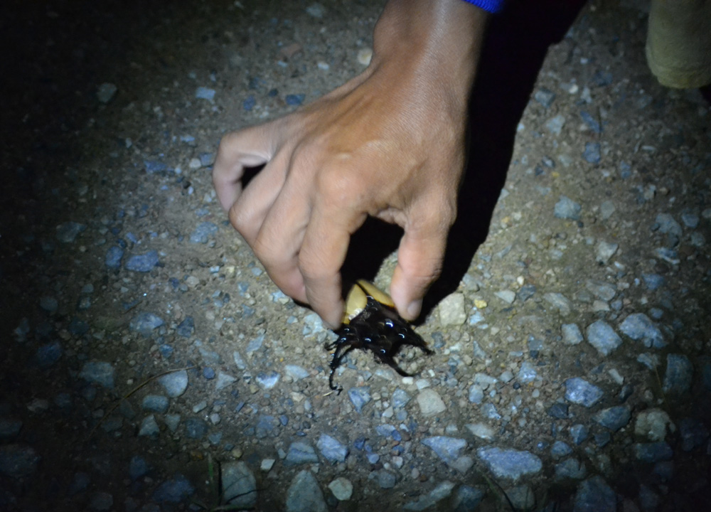 Finding Fighting Beetle, Phu Chi Fa Mountains, Chiang rai, Thailand, Southeast Asia