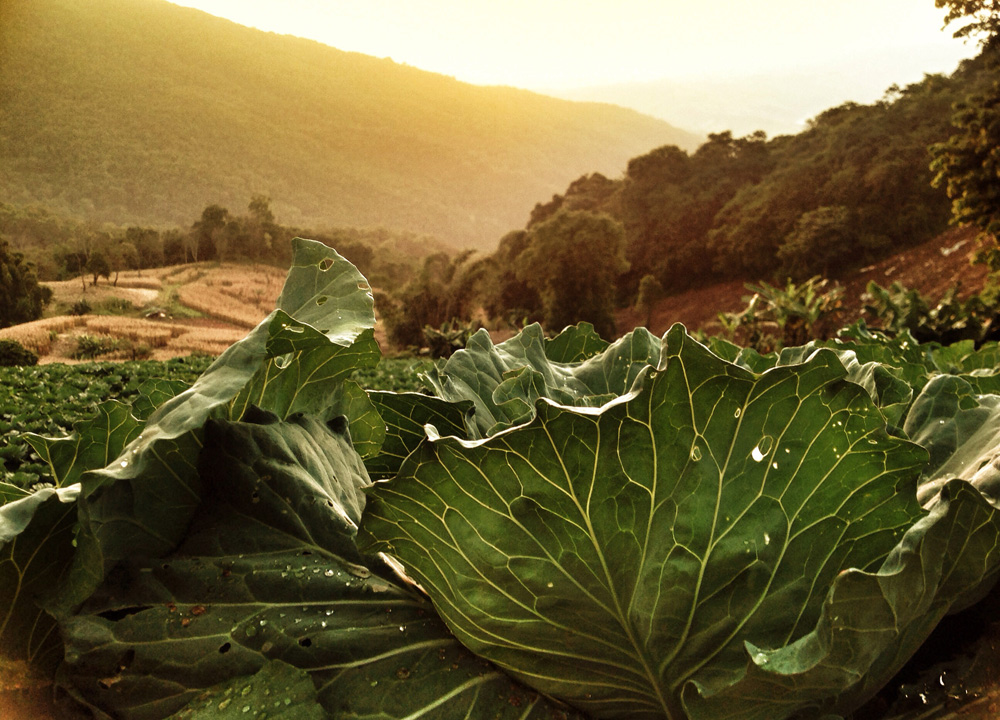 Cabbages at Sunset, Phu Chi Fa Mountains, Chiang rai, Thailand, Southeast Asia
