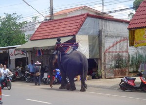 Elephant at Thai Border Elephant at Thai Border, Bangkok to Siem Reap, Angkor Wat Tour, Cambodia