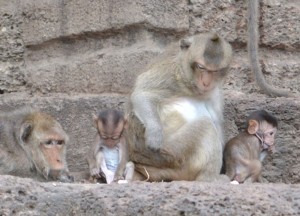 Cute Baby Monkies, Lopburi, Where to find monkeys in Southeast Asia, Thailand