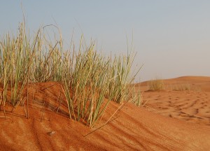 Grass in the Dessert of Dubai, Two Day Dubai Stopover, Emirates