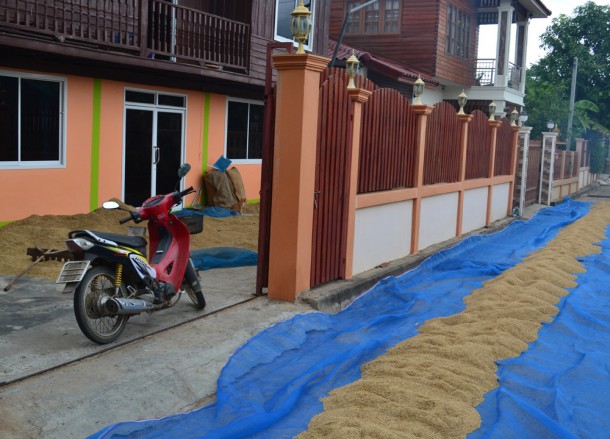 Drying Rice, Living in Rural Thailand, Isaan North East Thailand