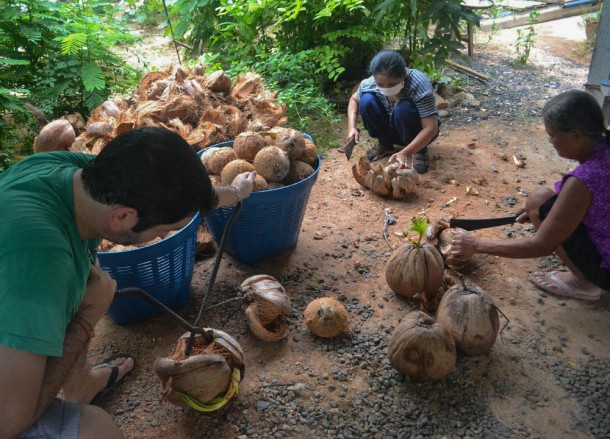 Pile of Nuts, How to Open, Prepare and Eat Coconuts