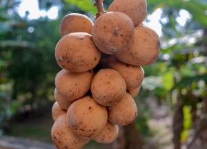 Bunch of Longan, Weird Fruits of Thailand