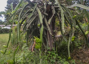 Dragon Fruit Cactus, Weird Fruits of Thailand