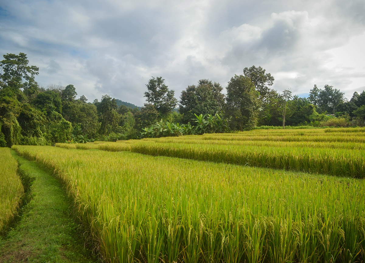 Rice Field, Giant Tree House Coffee Shop in Chiang Mai Homestay