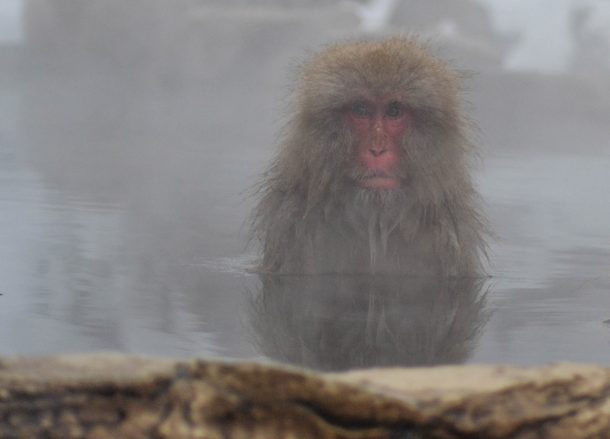 Snow Monkey Onsen, JR Japan Rail Pass Travel in Winter February Snow