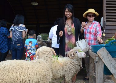 Feeding Alpacas, Top Attractions in Khao Yai , Bangkok Travel