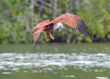 Eagle Feeding, Langkawi Geoforest Park Tour Kilim, Resorts World