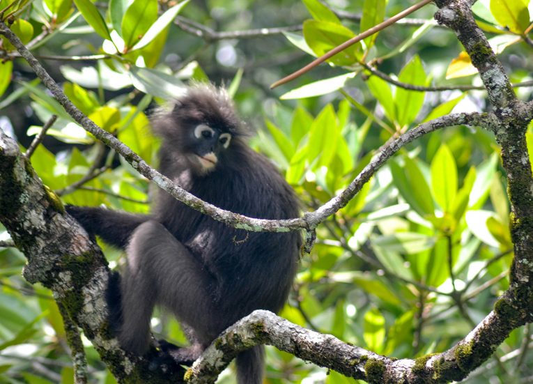 Dusky Leaf Monkeys, Langkawi Geoforest Park Tour Kilim, Resorts World
