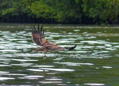 Eagle Feeding, Langkawi Geoforest Park Tour Kilim, Resorts World