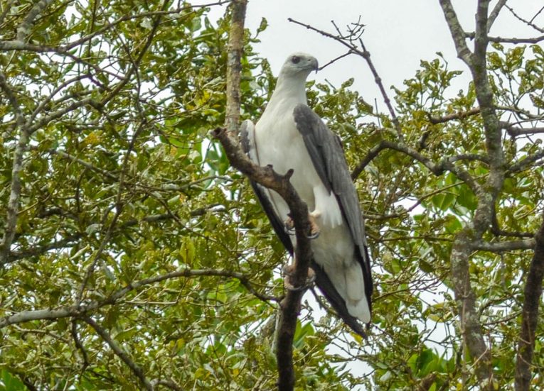 White Bellied Sea Eagles, Langkawi Geoforest Park Tour Kilim, Resorts World