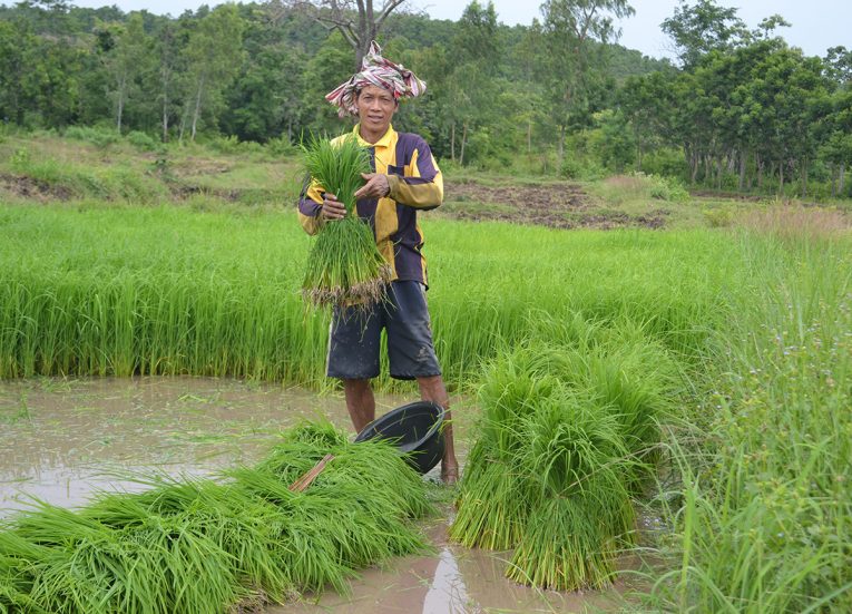 Rice Fields Life in Rural Thailand Isaan