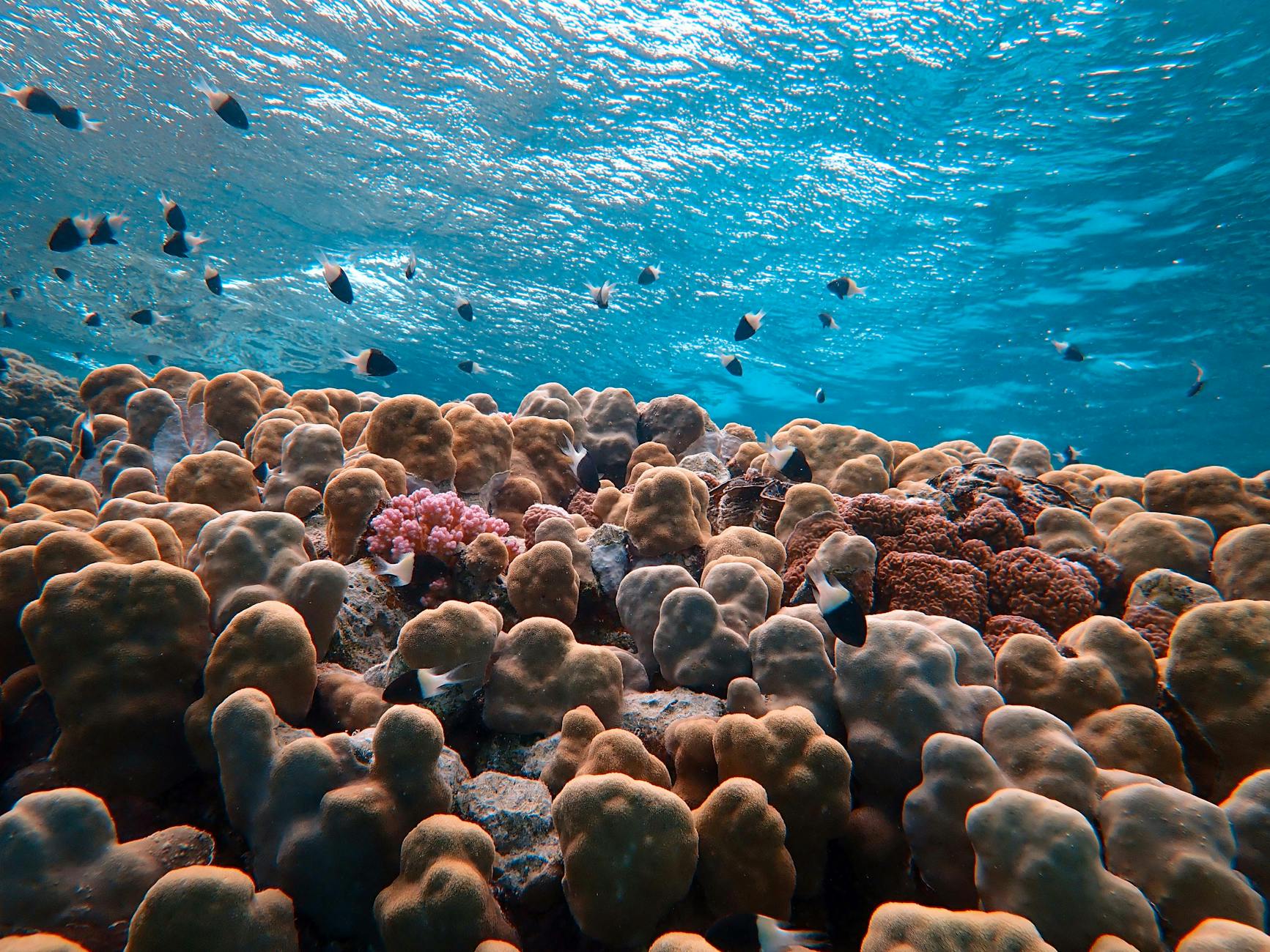 underwater coral reef sea view